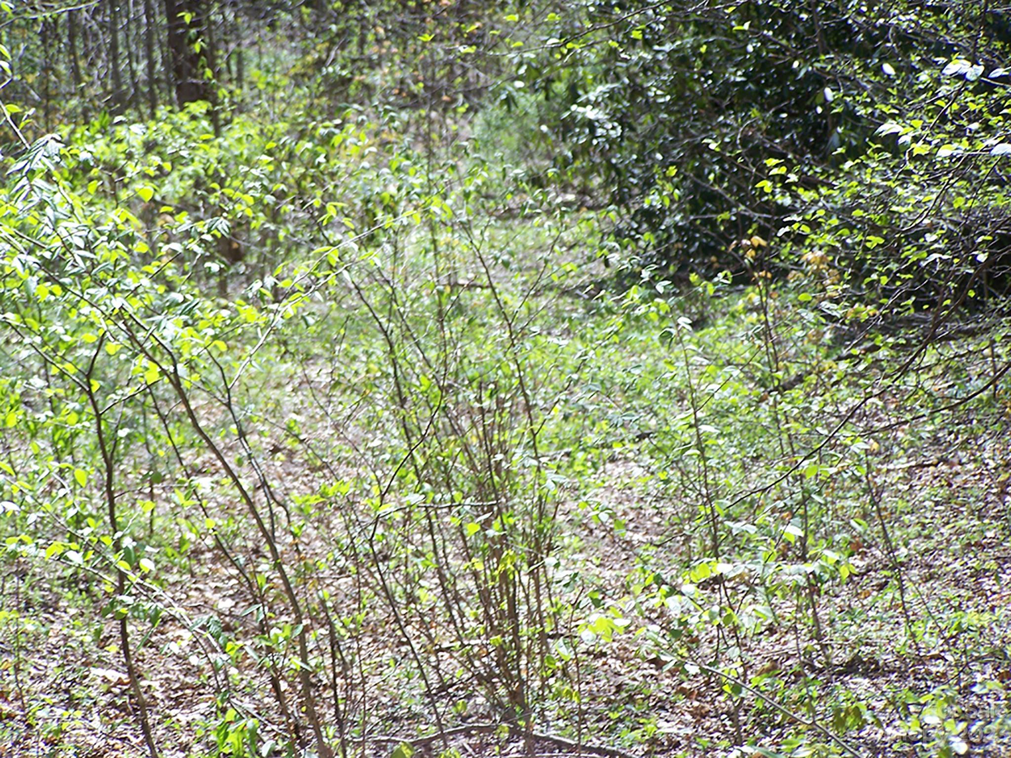 0 Chestnut Flats Road, Unit 13 Waynesville, NC 28786 - Photo 31 of 41 a view of a tree