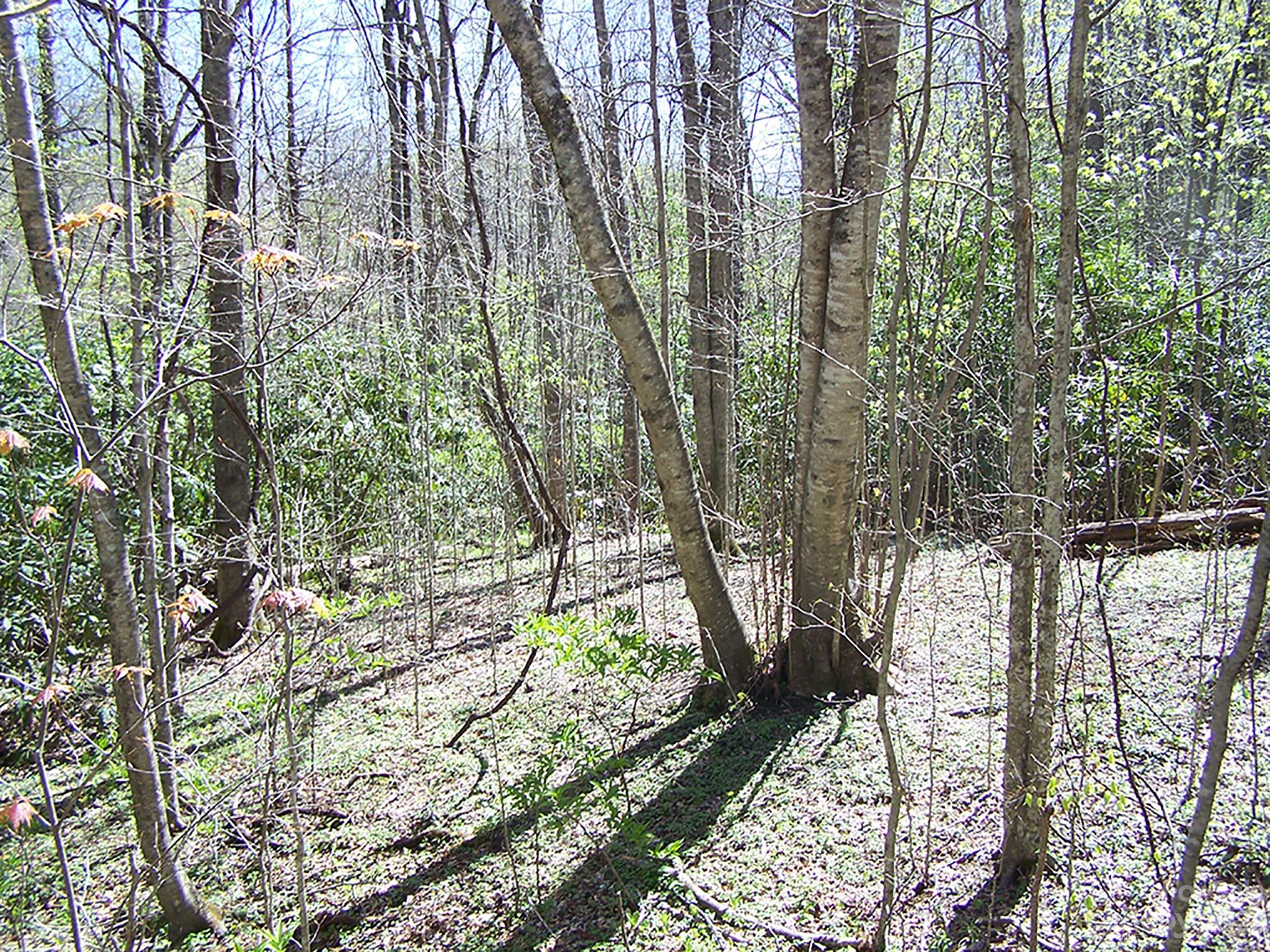 0 Chestnut Flats Road, Unit 13 Waynesville, NC 28786 - Photo 32 of 41 a view of a yard