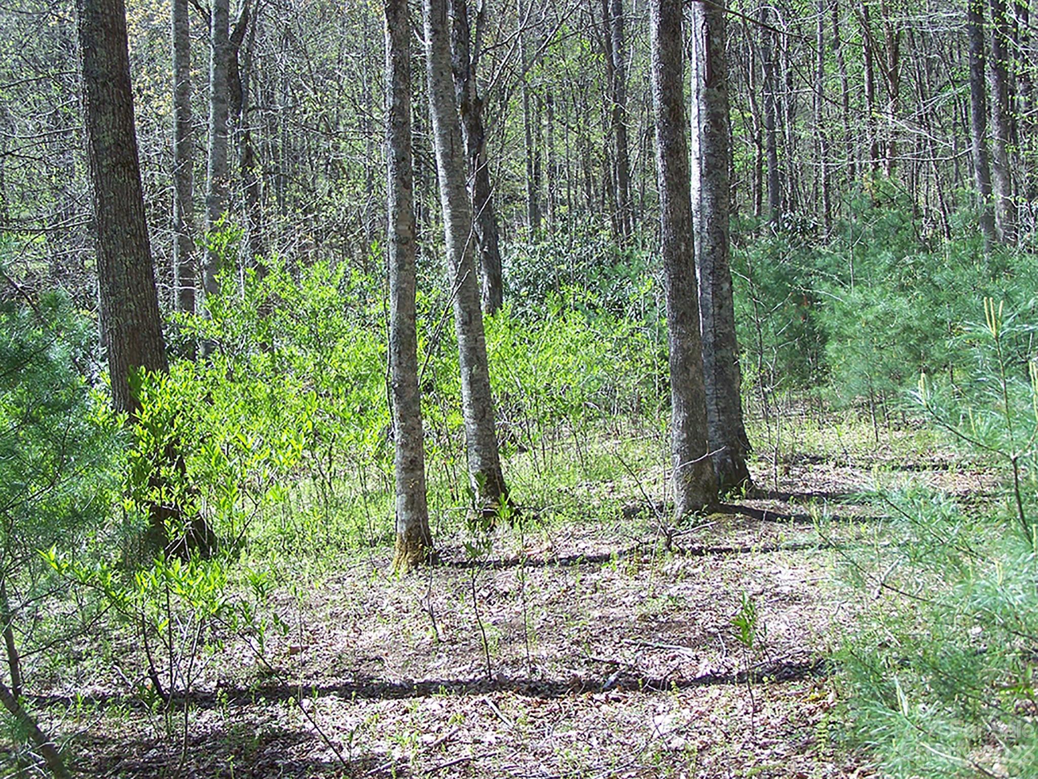 0 Chestnut Flats Road, Unit 13 Waynesville, NC 28786 - Photo 33 of 41 a backyard of a house with a large tree and plants