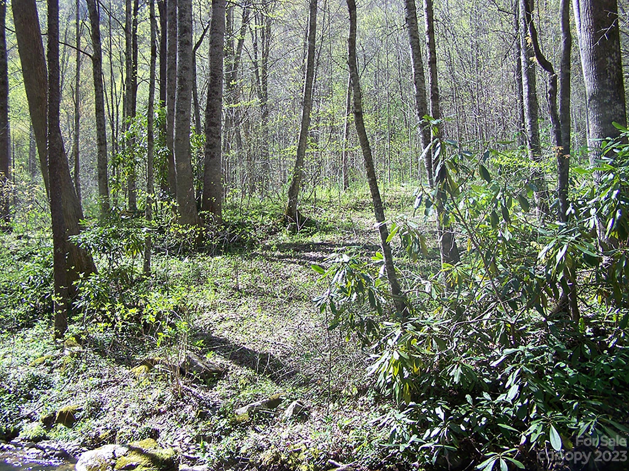 0 Chestnut Flats Road, Unit 13 Waynesville, NC 28786 - Photo 34 of 41 a close up of a plant in a garden