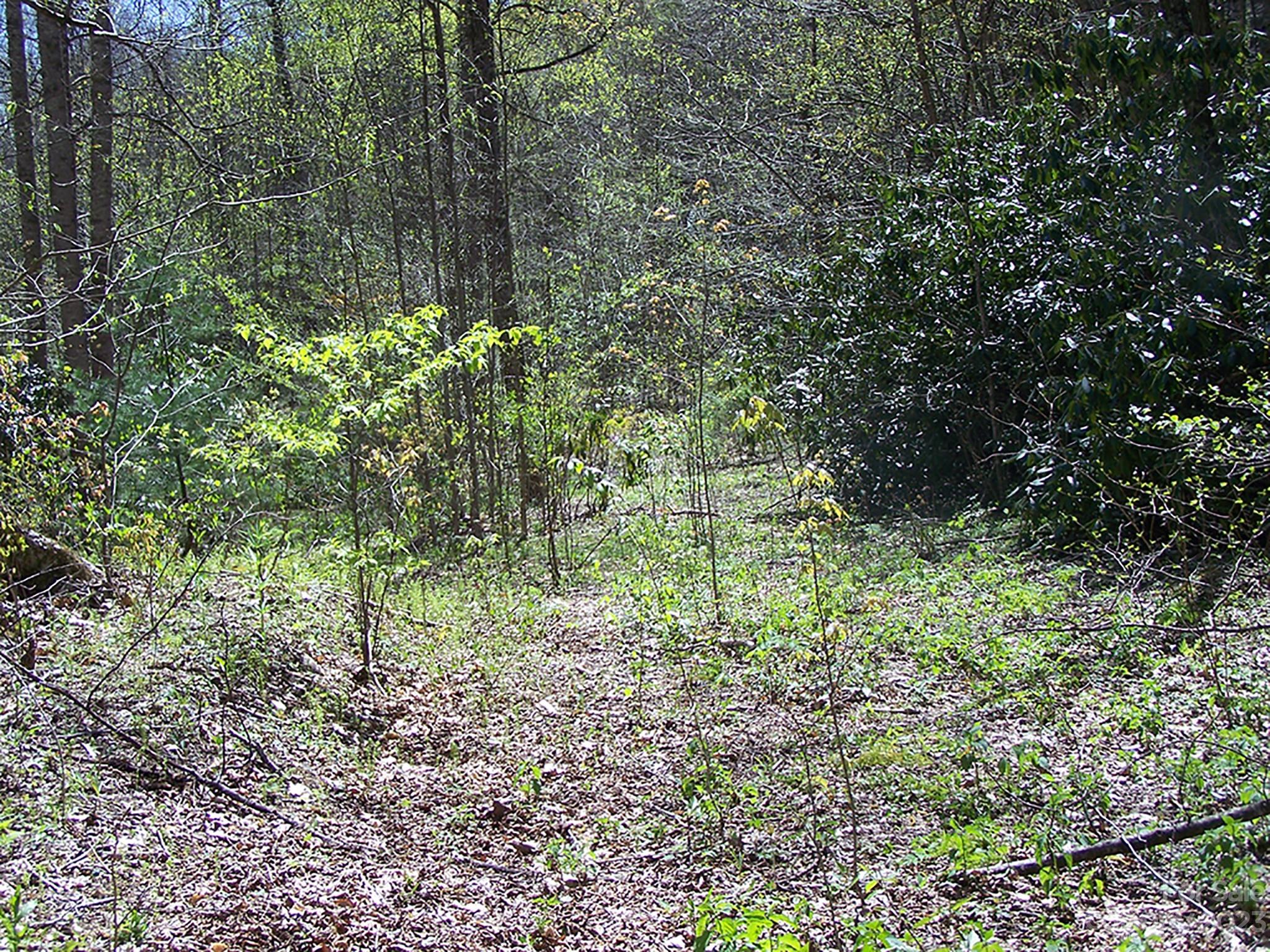0 Chestnut Flats Road, Unit 13 Waynesville, NC 28786 - Photo 36 of 41 a plant view in yard
