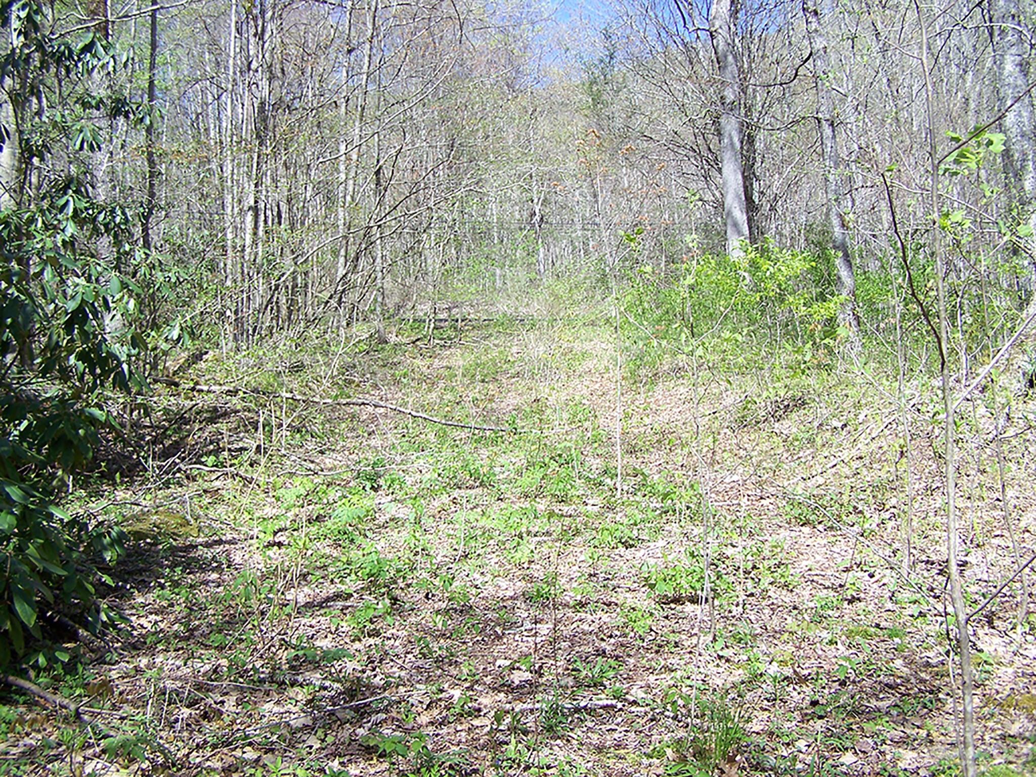 0 Chestnut Flats Road, Unit 13 Waynesville, NC 28786 - Photo 4 of 41 a close up of a plant in a garden