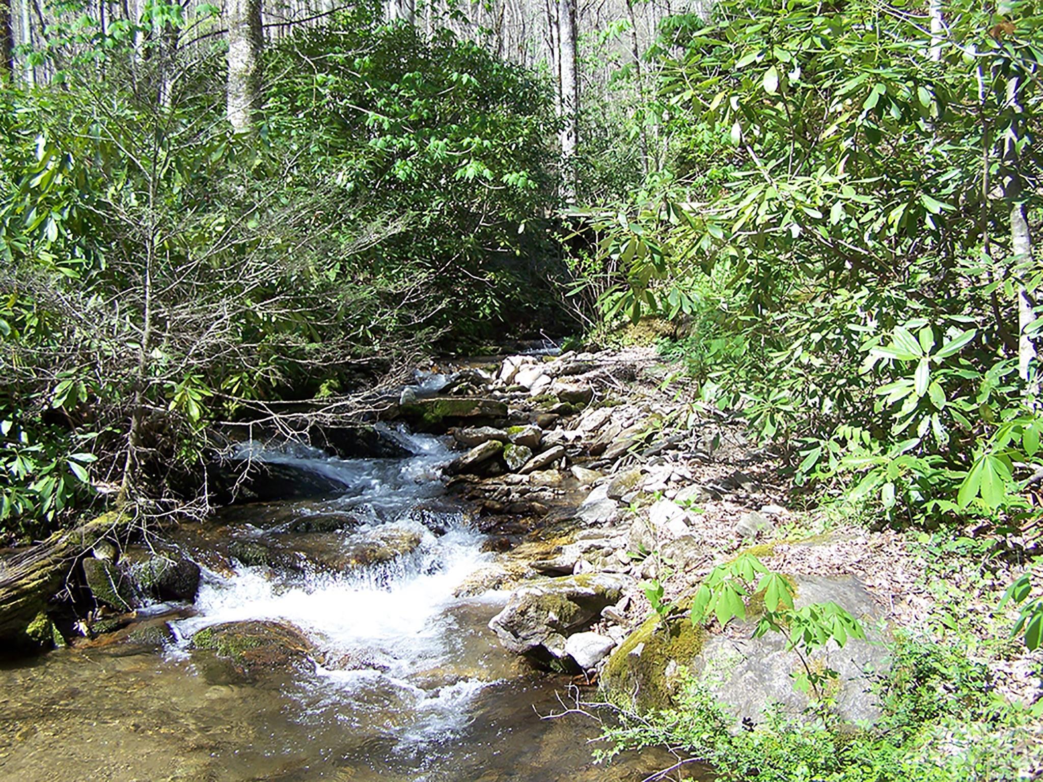 0 Chestnut Flats Road, Unit 13 Waynesville, NC 28786 - Photo 5 of 41 a view of a forest with a tree