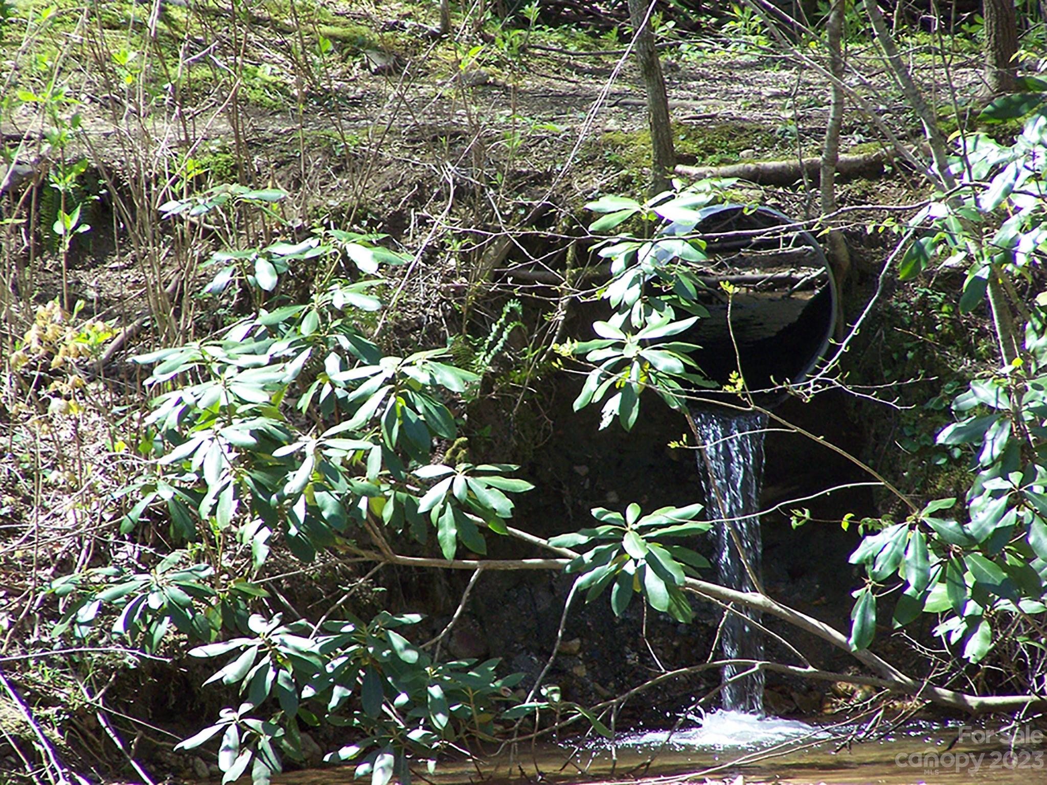 0 Chestnut Flats Road, Unit 13 Waynesville, NC 28786 - Photo 6 of 41 a picture of plants