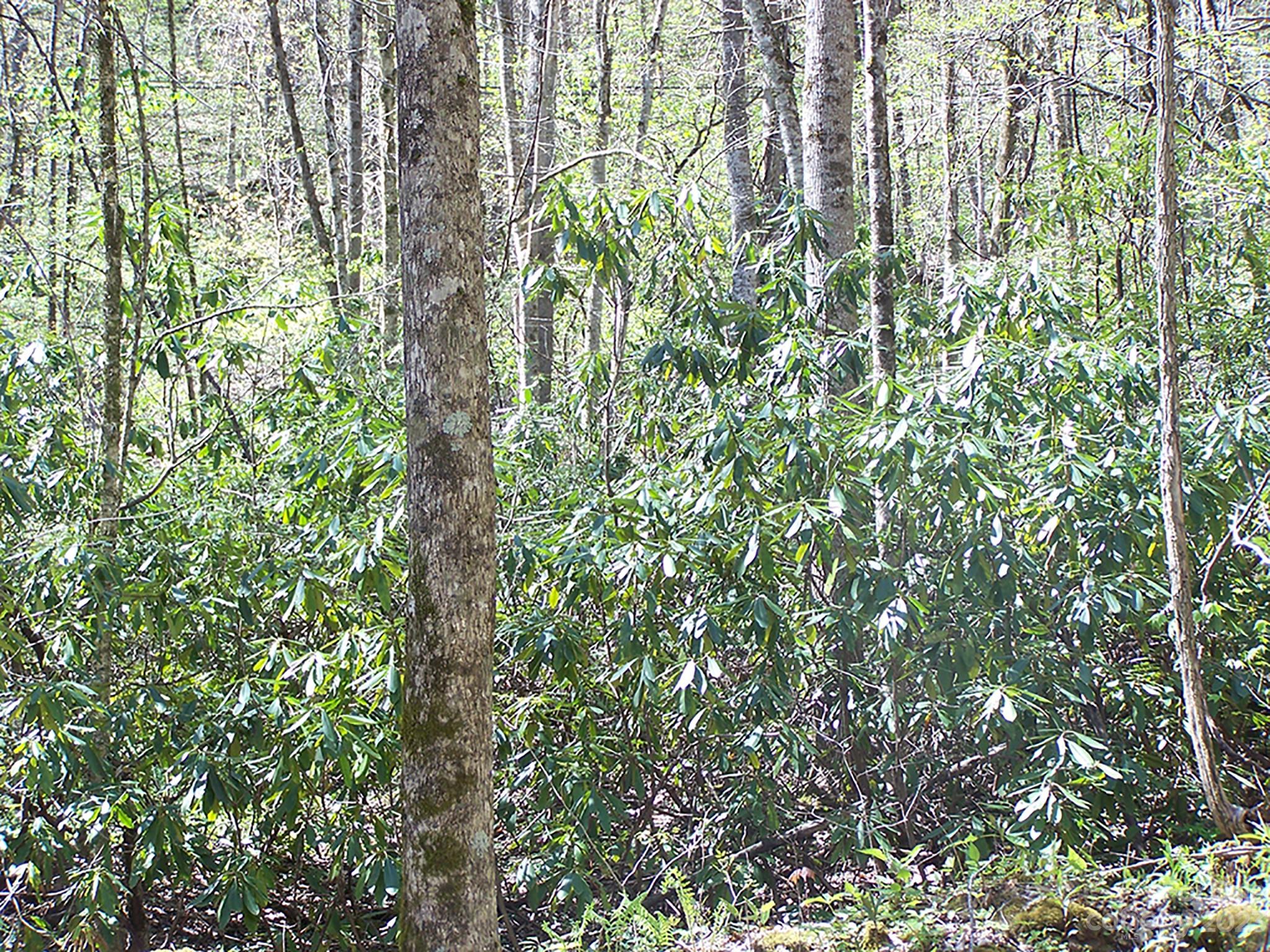 0 Chestnut Flats Road, Unit 13 Waynesville, NC 28786 - Photo 8 of 41 a close up of a plant in a garden