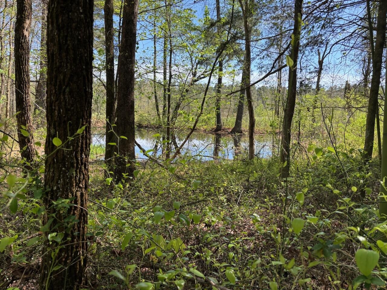 730 Seaton Loop Cohutta, GA 30710 - Photo 29 of 33 IMG_0999