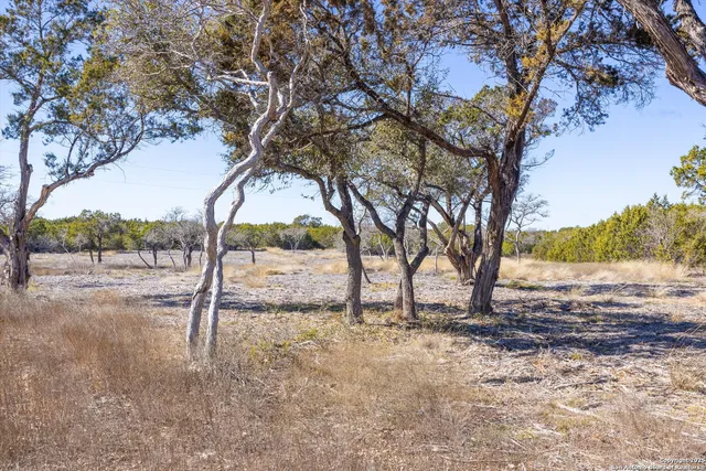 a view of a yard with a tree