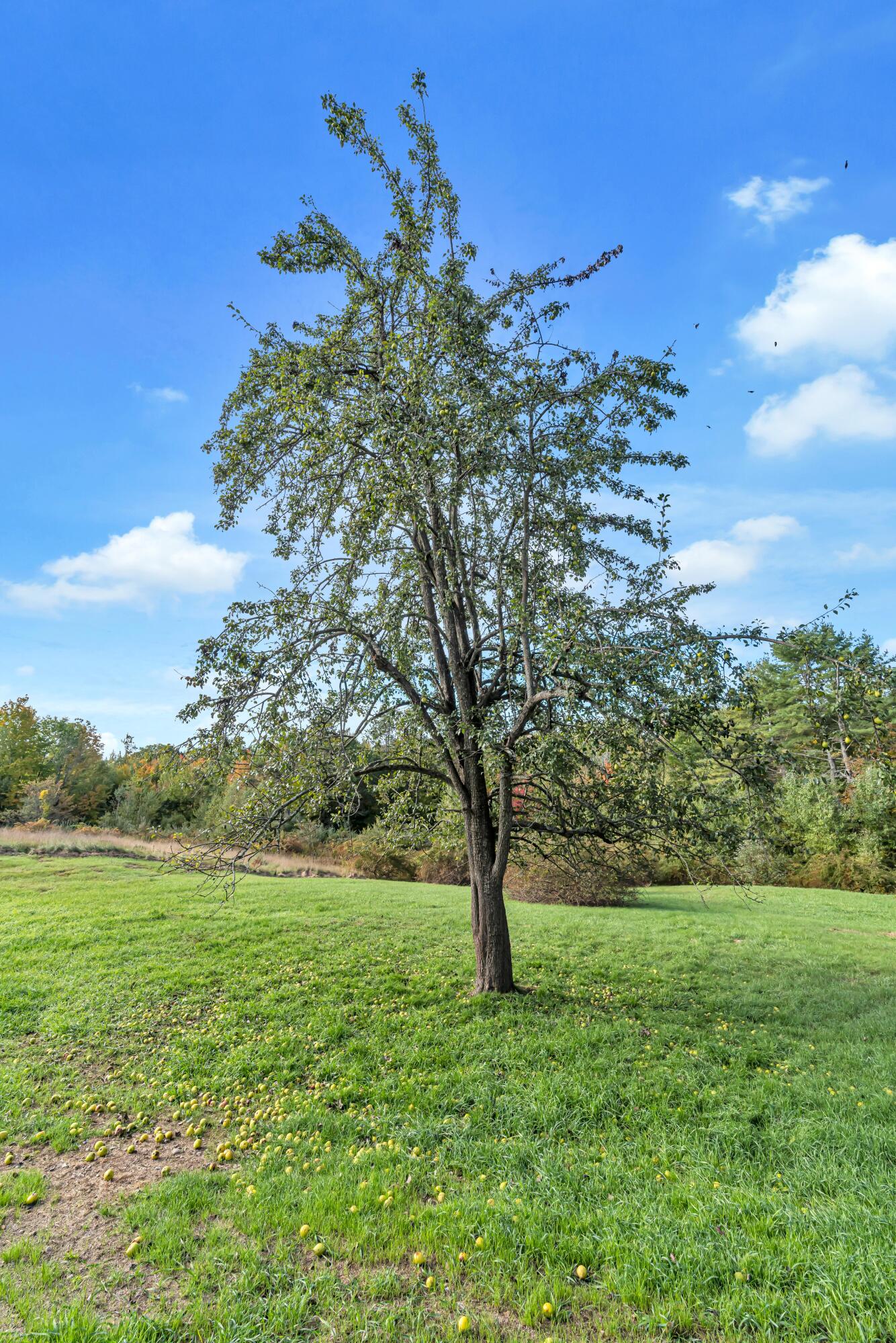 392 Sam Page Road Acton, ME 04001 - Photo 56 of 56 Pear Tree