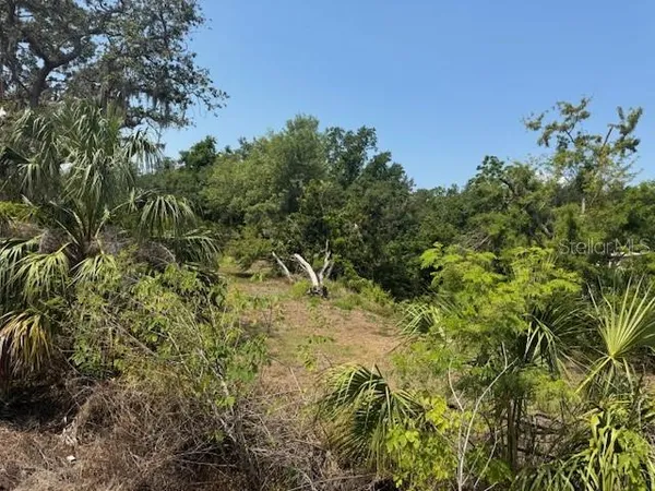 a view of a yard and trees