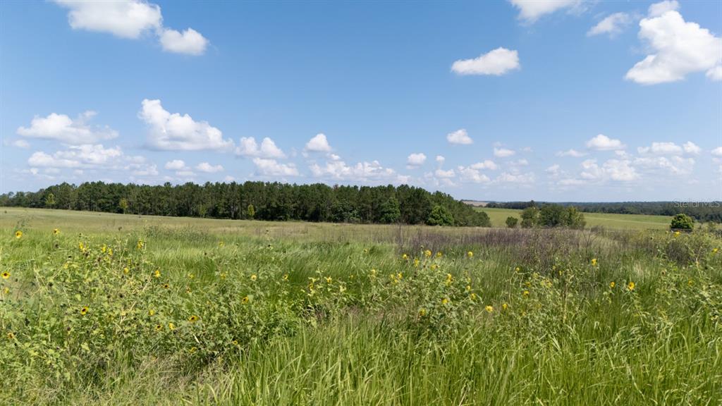 36365 Frazee Hill Road Dade City, FL 33523 - Photo 4 of 15 a view of a lake from a yard