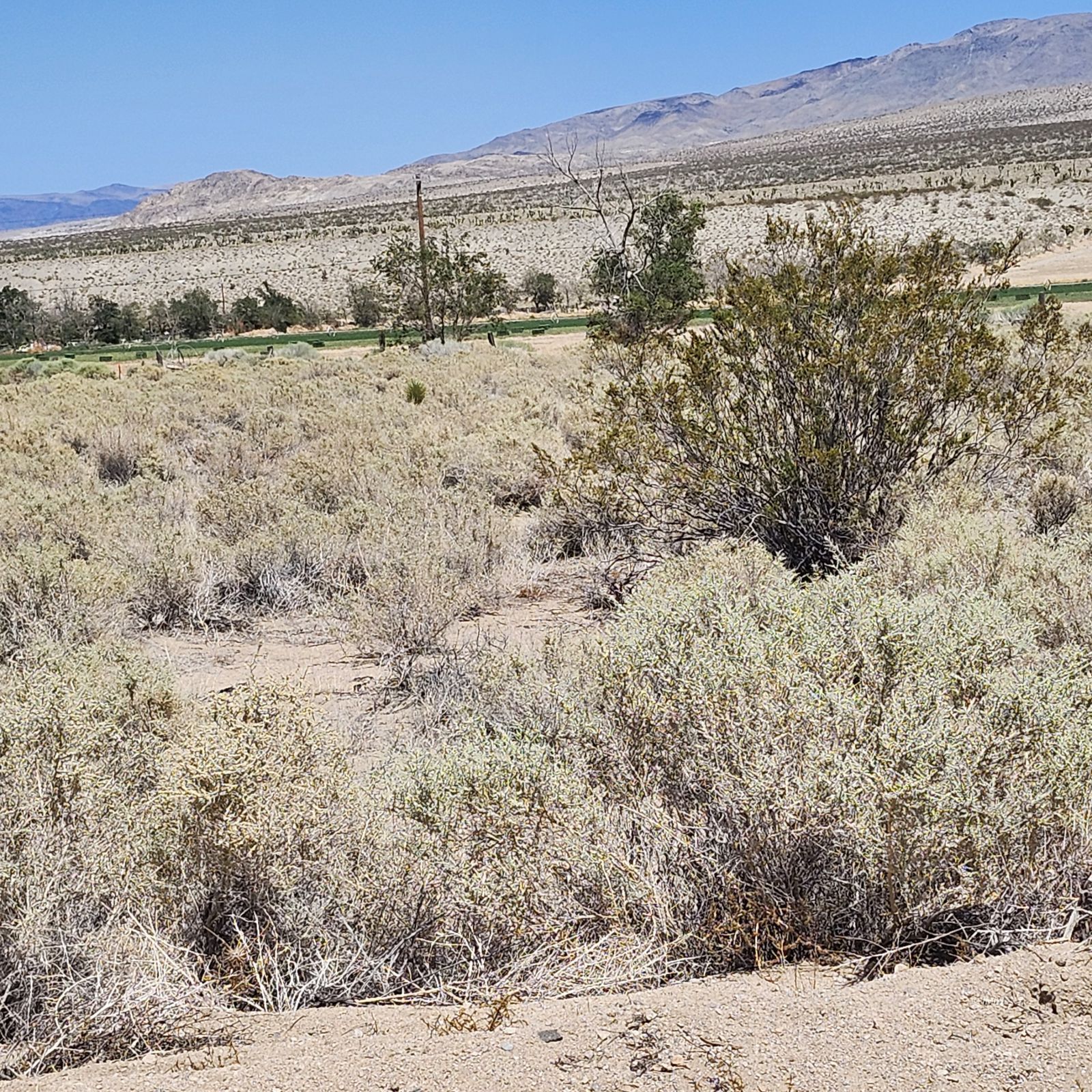 Cactus Flats Olancha, CA 93549 - Photo 9 of 13 a view of outdoor space and mountain view
