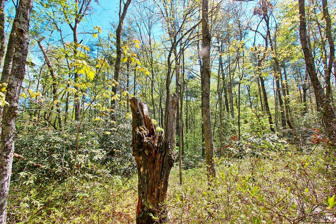 Cates Road Hartford, TN 37753 - Photo 26 of 28 IMG_0161