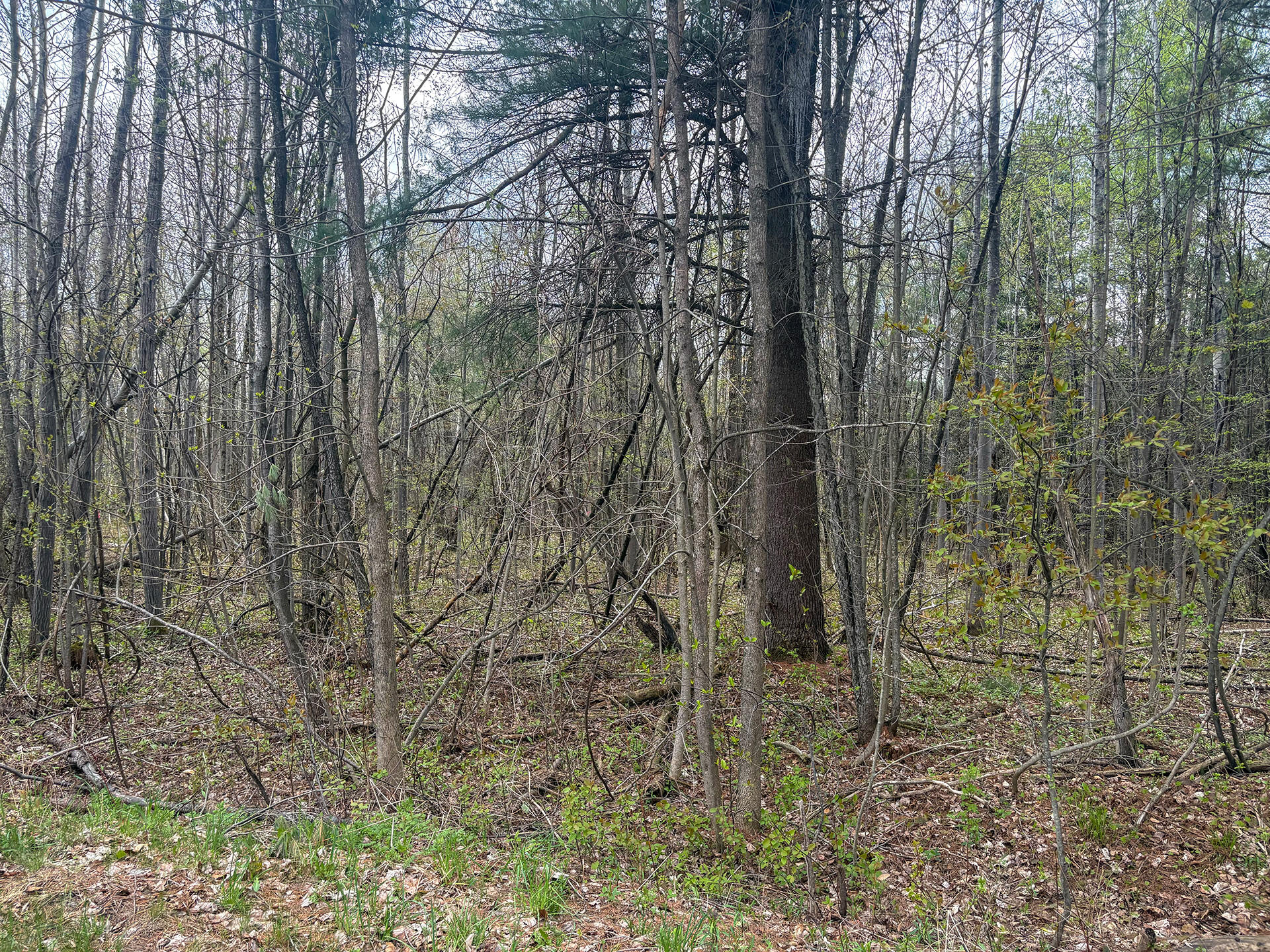 0 Callahan Road Burke, NY 12917 - Photo 3 of 14