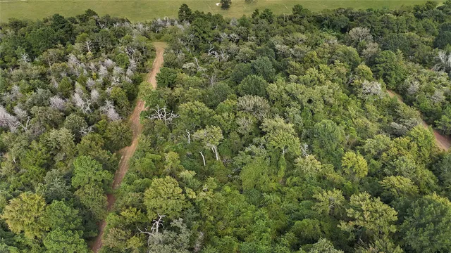 a view of a forest with a houses