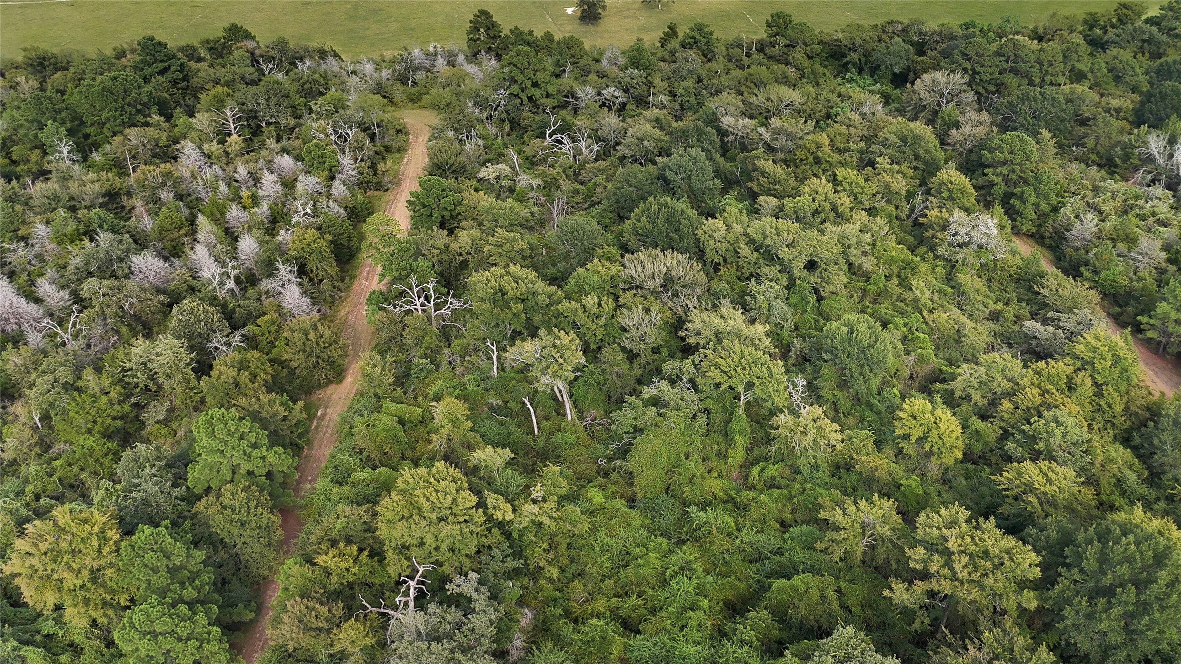 29028 Sandpiper Prairie View, TX 77445 - Photo 1 of 13 a view of a forest with a houses