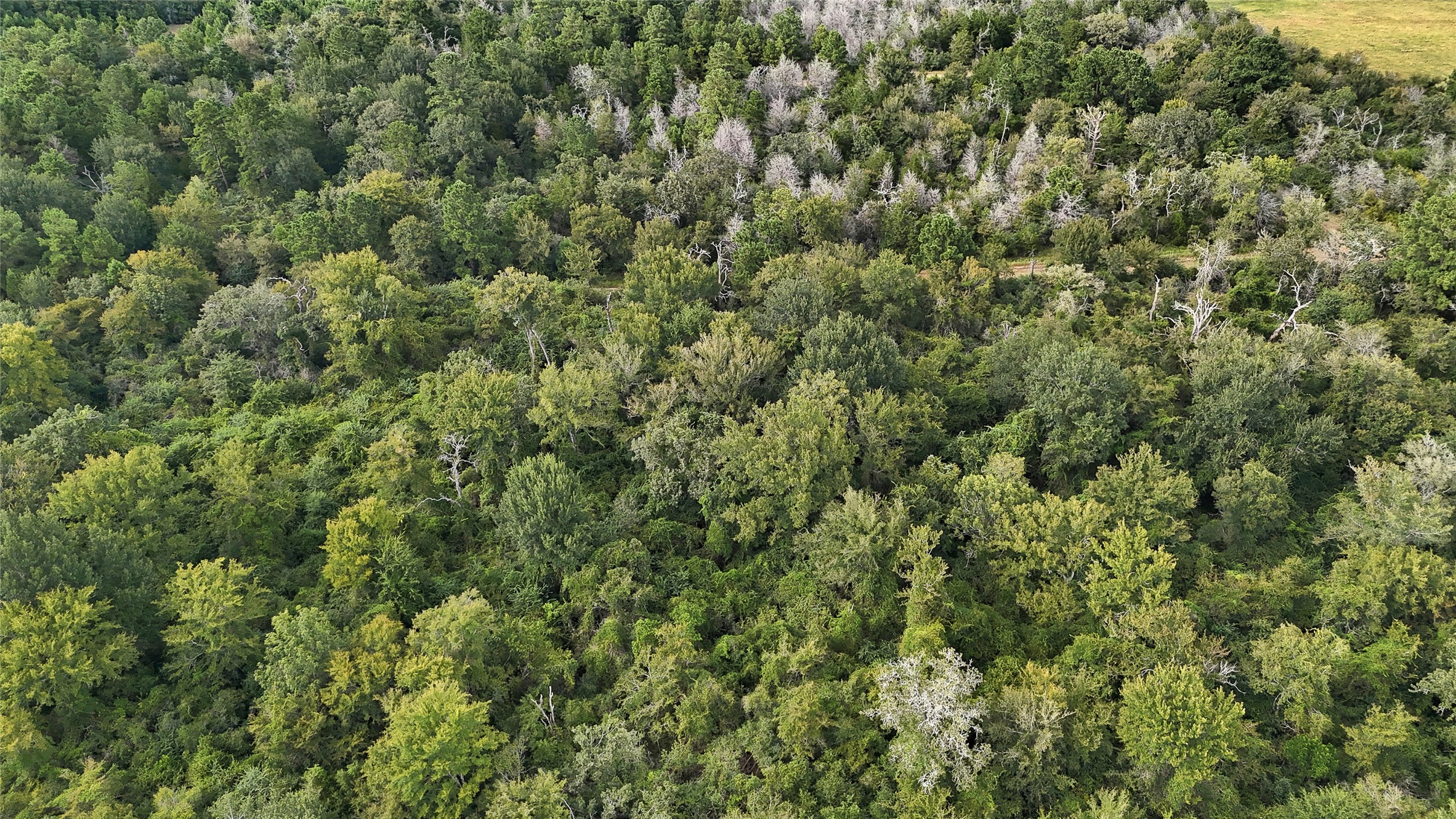 29028 Sandpiper Prairie View, TX 77445 - Photo 4 of 13