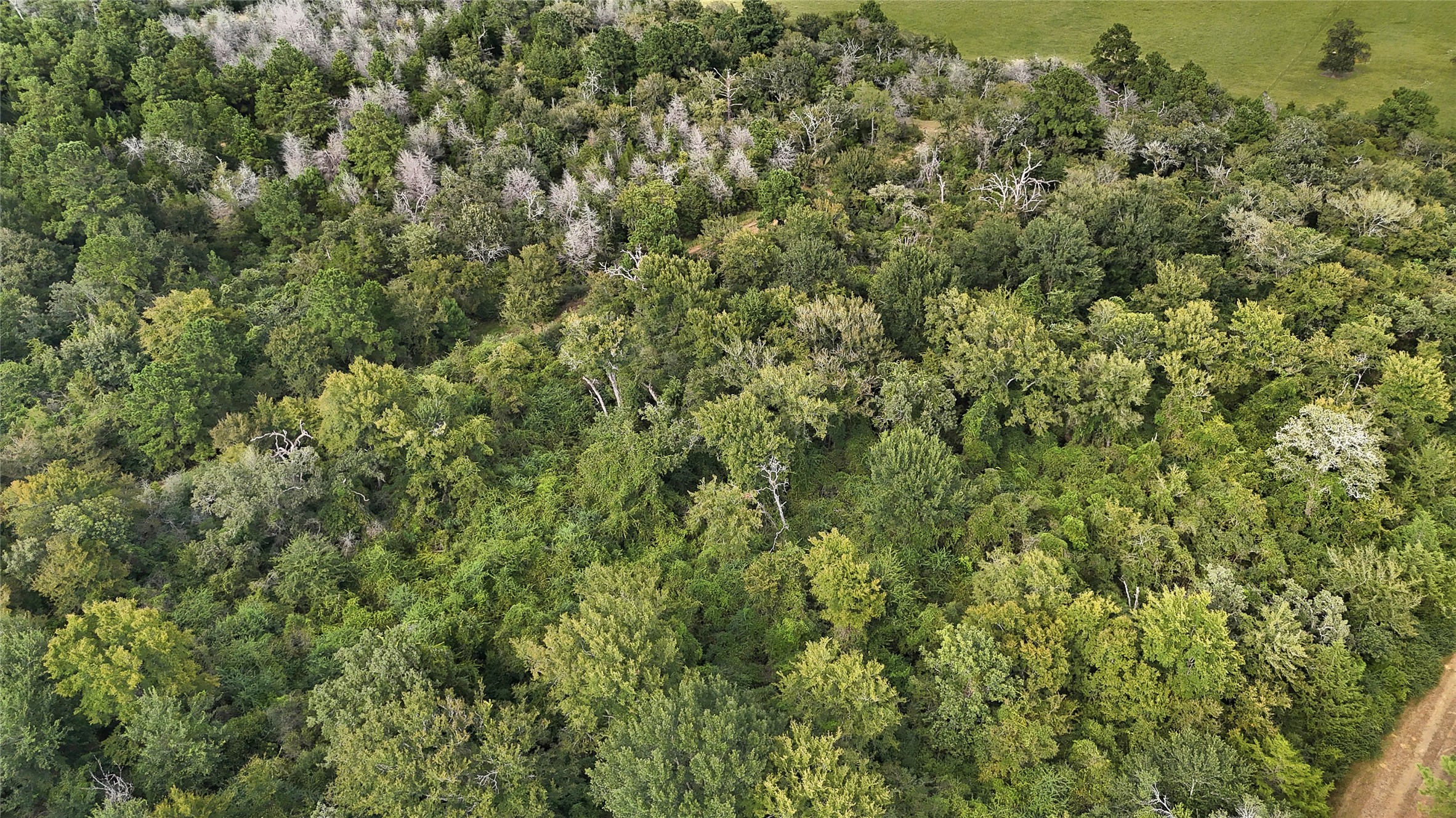 29028 Sandpiper Prairie View, TX 77445 - Photo 5 of 13 a view of a large yard with lots of green space