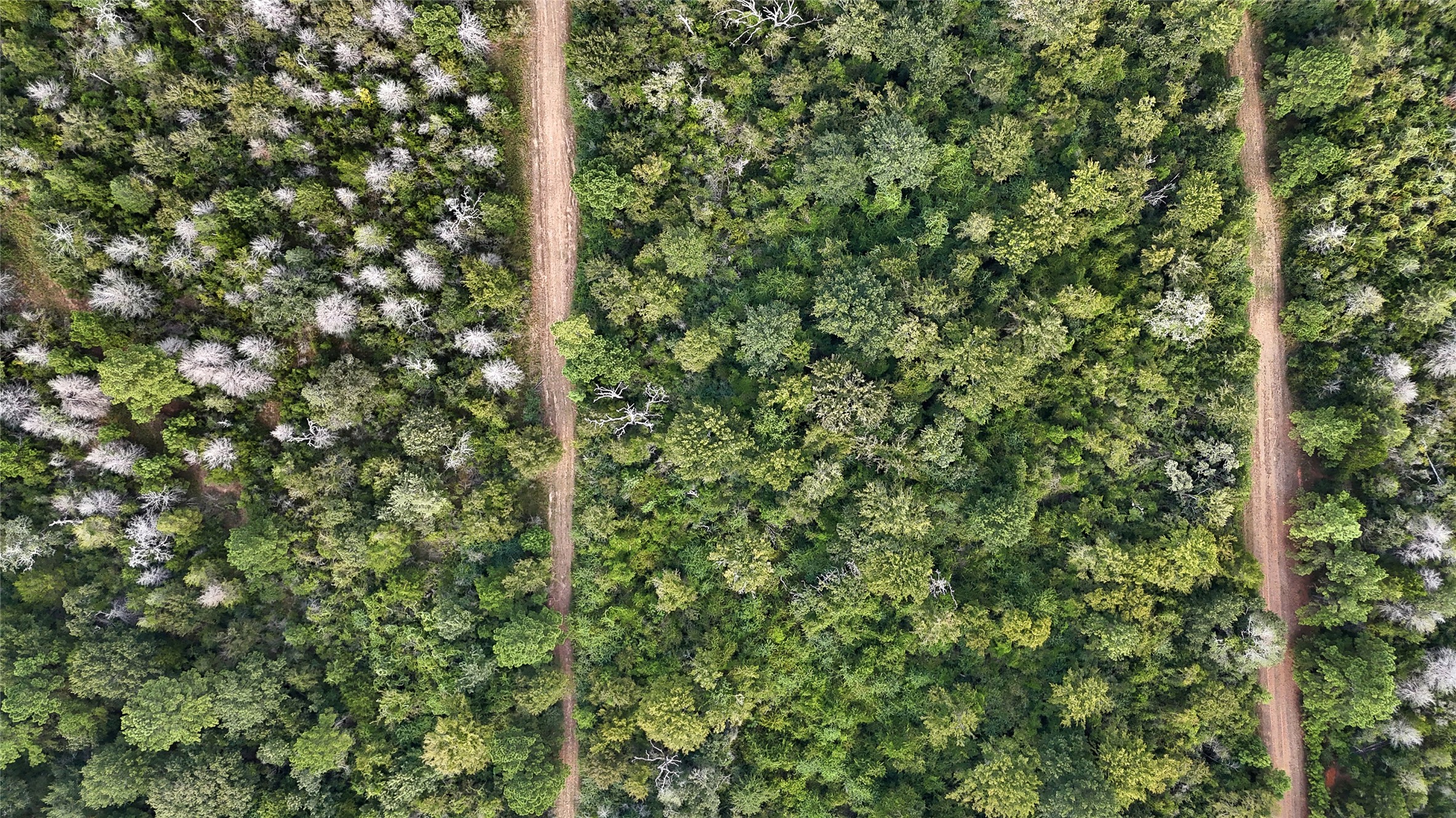 29028 Sandpiper Prairie View, TX 77445 - Photo 7 of 13 a close up of a tree