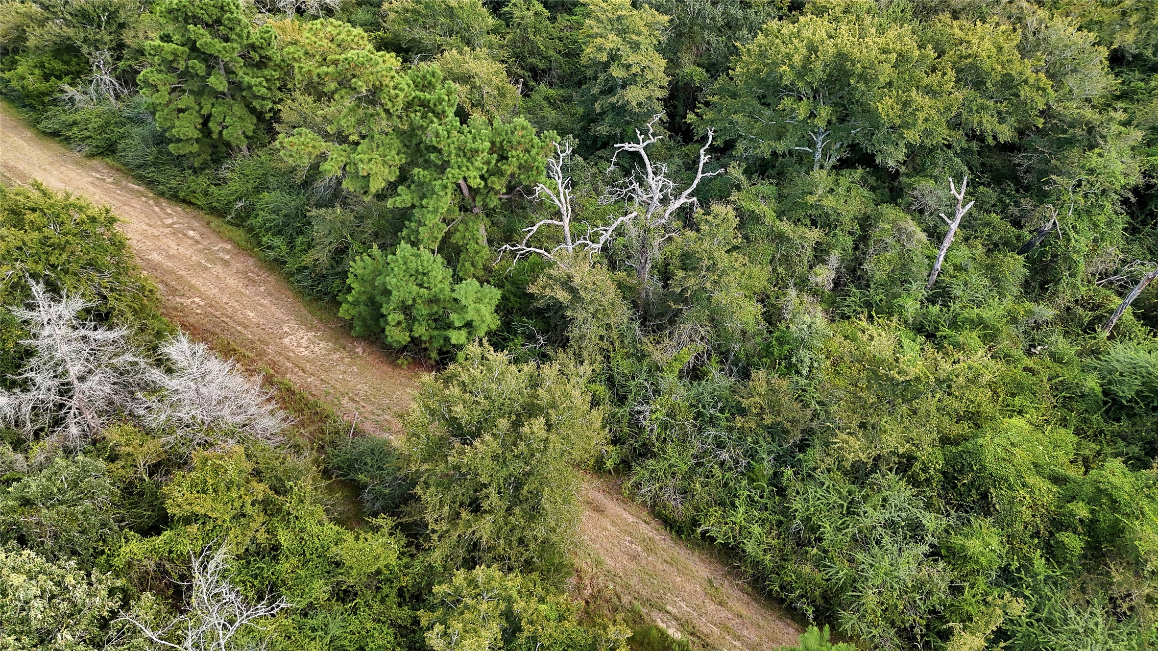 29028 Sandpiper Prairie View, TX 77445 - Photo 10 of 13 a view of a forest that has a tree