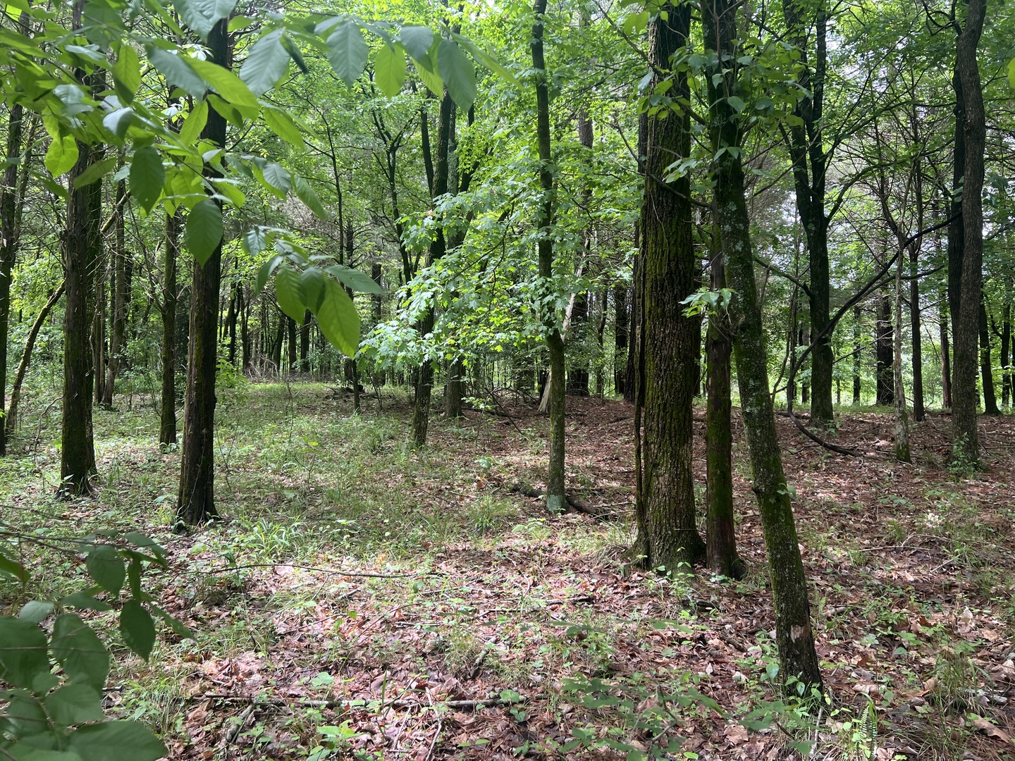 Lot 147 Parrish Ridge Goreville, IL 62939 - Photo 14 of 20