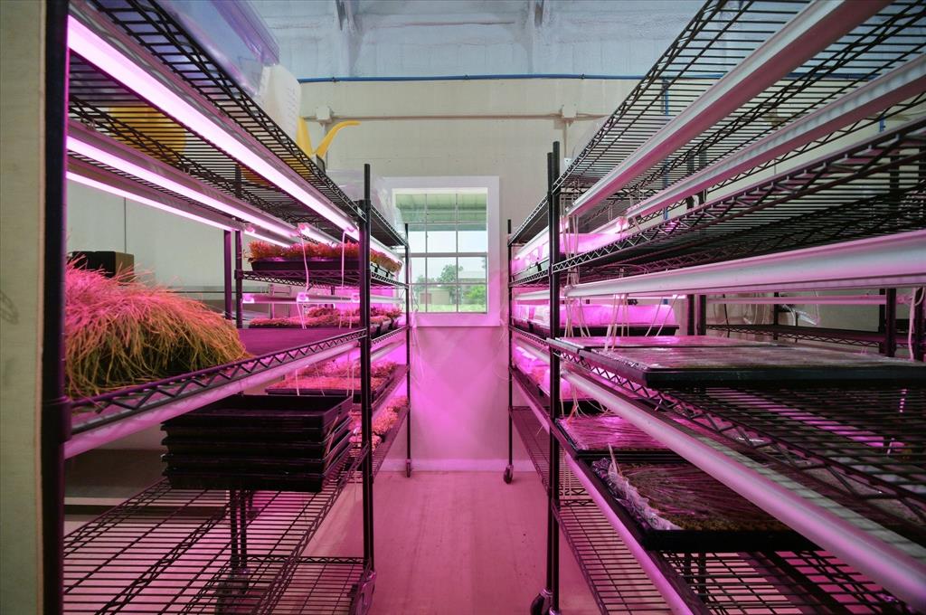 4020 Farm To Market 515 Emory, TX 75440 - Photo 19 of 39 Separate Indoor Grow Room w/LED Lighting