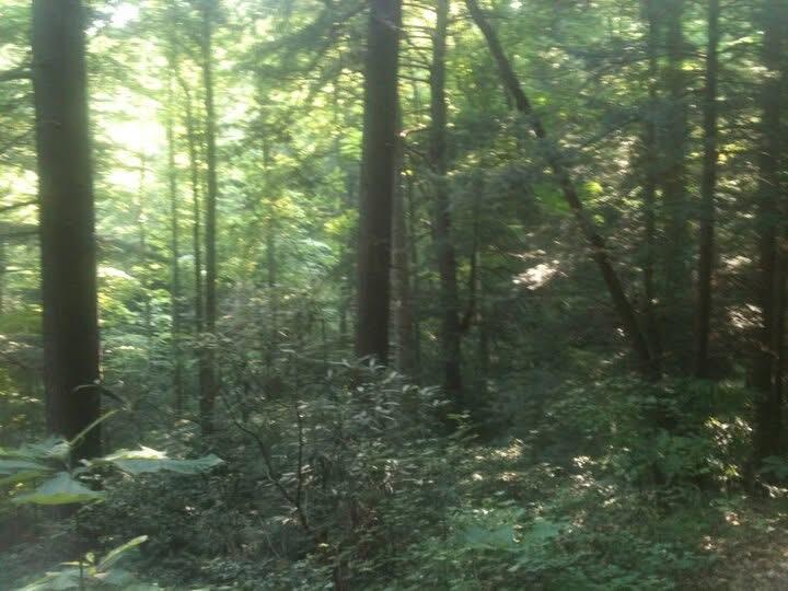 9999 Hales Fork Road Flat Lick, KY 40935 - Photo 13 of 47 IMG_0605