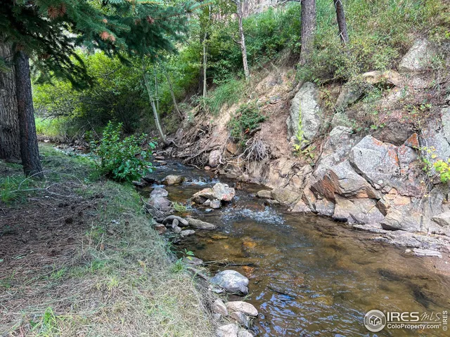 a view of a forest with trees