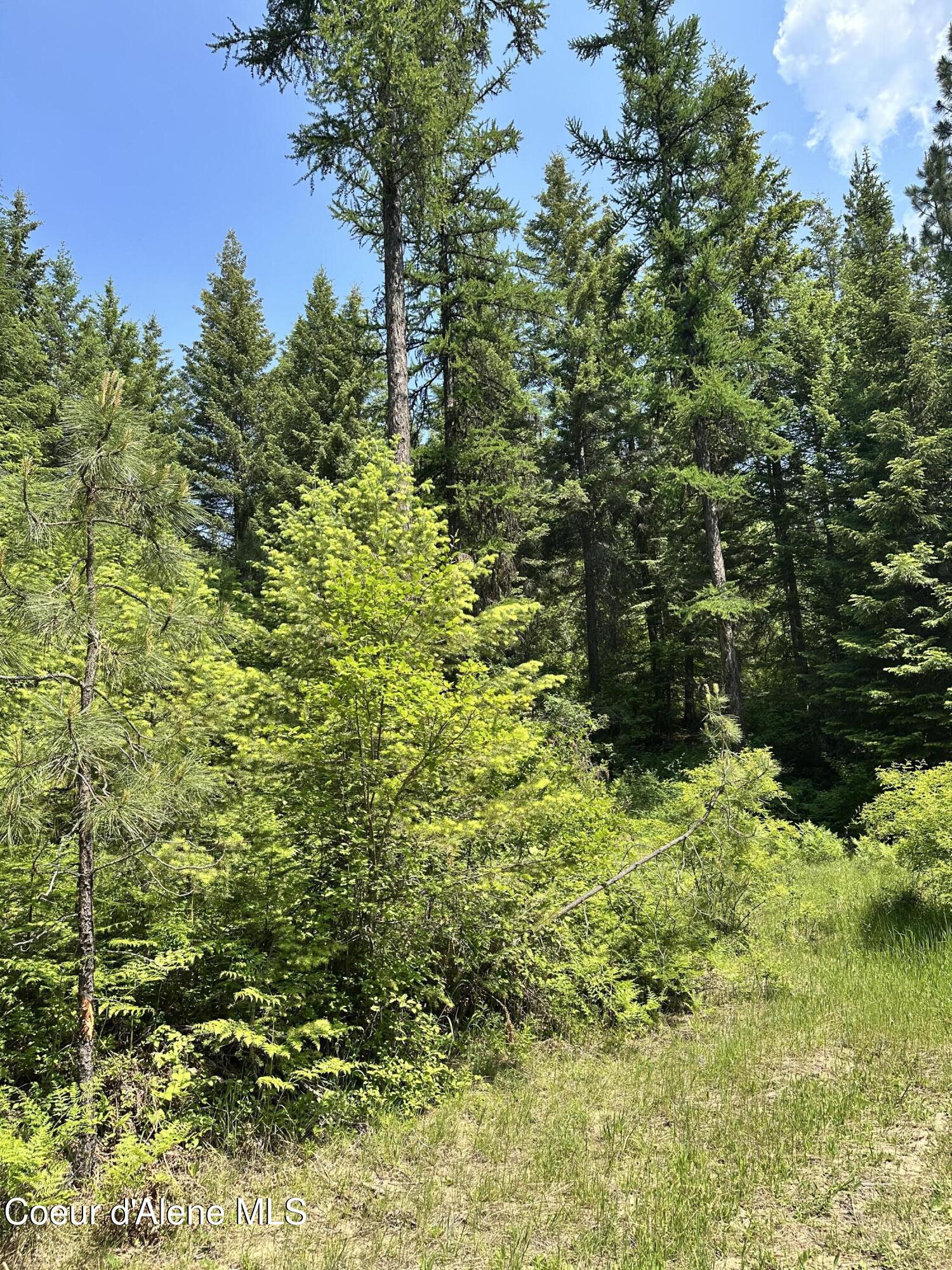 3232 Hells Gulch Road St. Maries, ID 83861 - Photo 24 of 24 IMG_0854