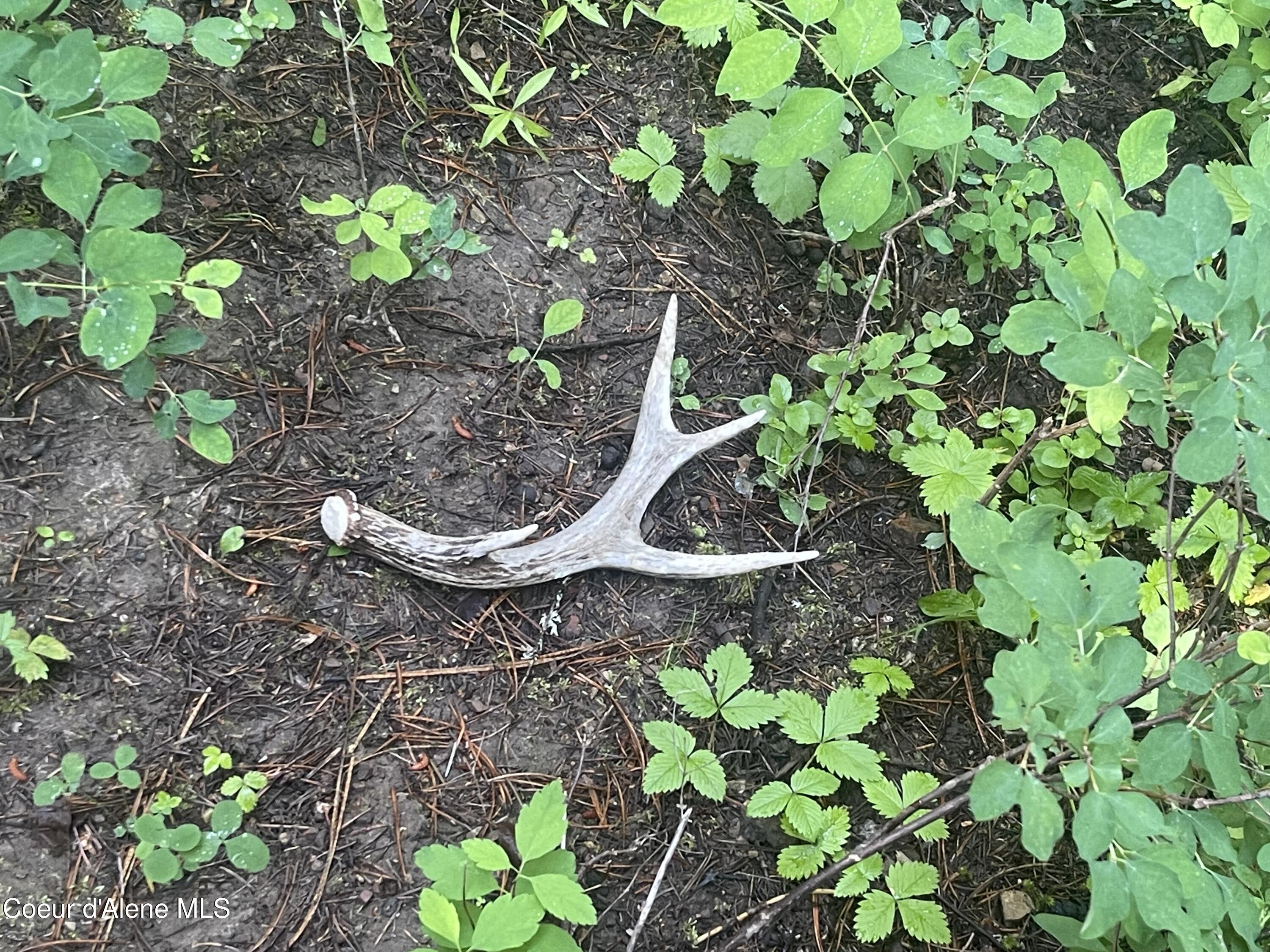 3232 Hells Gulch Road St. Maries, ID 83861 - Photo 6 of 24 IMG_2339