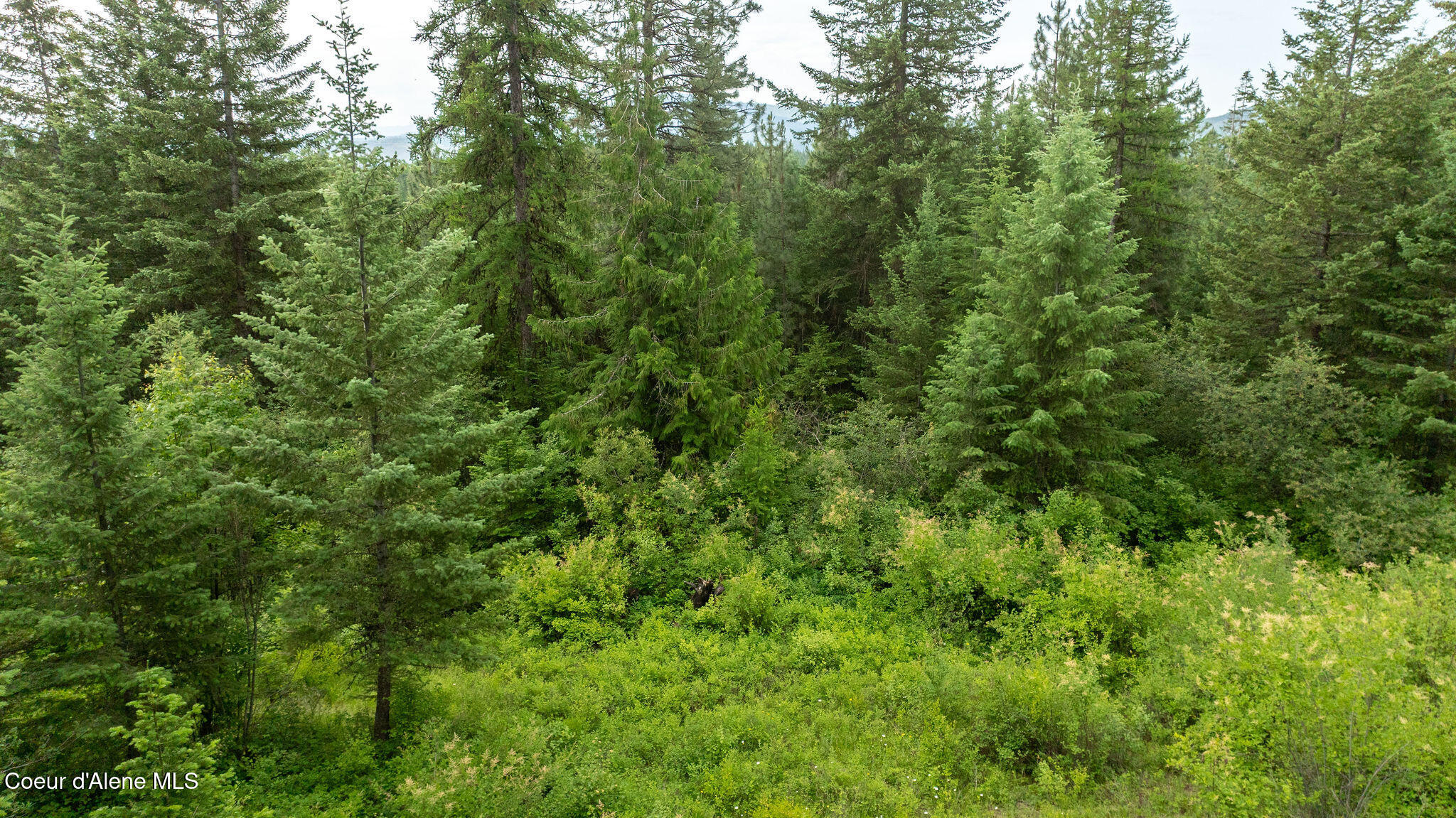 3232 Hells Gulch Road St. Maries, ID 83861 - Photo 10 of 24 DJI_0506