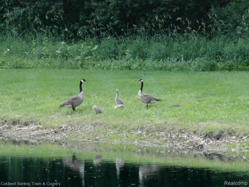 4500 Hogback Road Fowlerville, MI 48836 - Photo 41 of 48 Wildlife.jpg