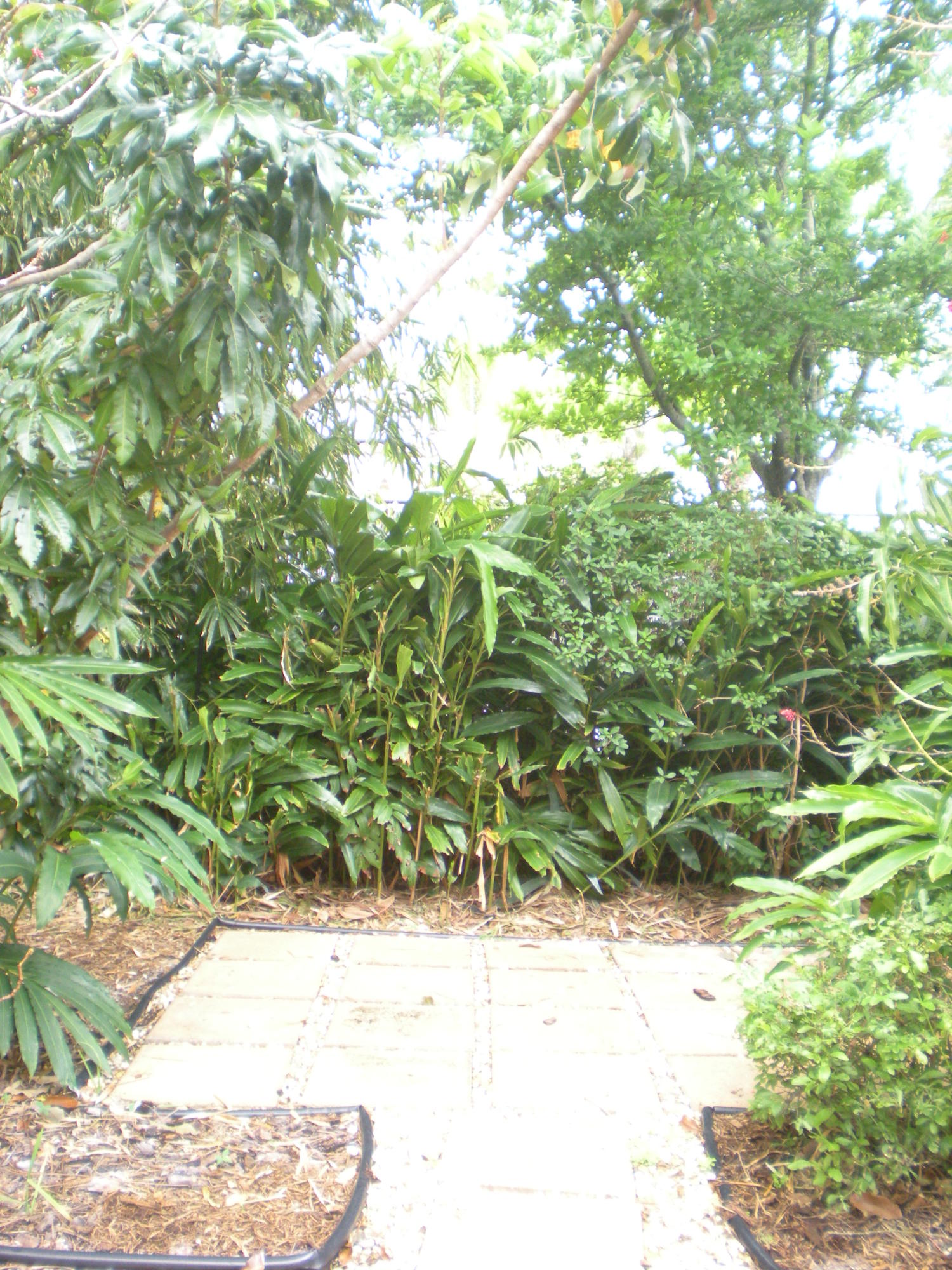2735 Northeast 4th Way Boca Raton, FL 33431 - Photo 9 of 9 Boca Woods 2735 NE 4th Way 008