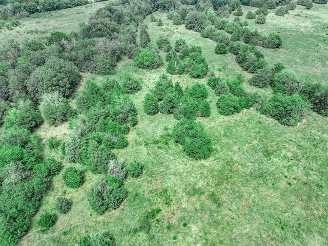 a view of a forest with a tree