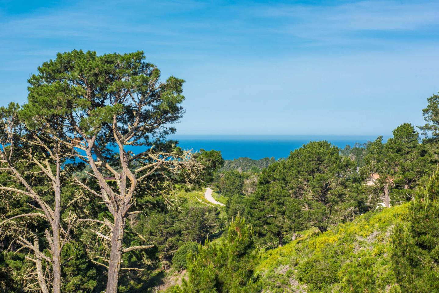 24800 Outlook Drive Carmel, CA 93923 - Photo 14 of 17 a view of a tree with a yard