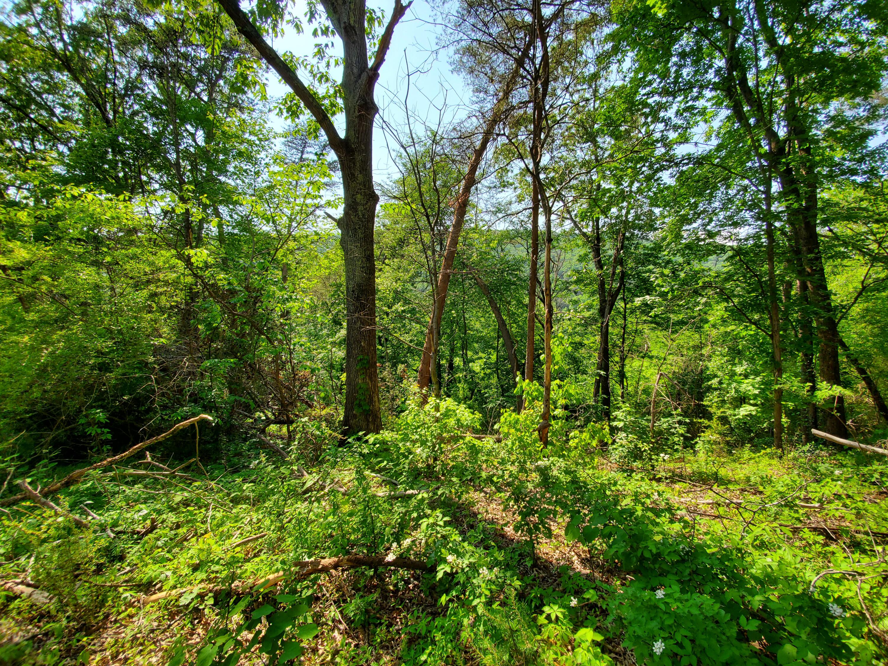11058-62 Loop Road Soddy Daisy, TN 37379 - Photo 5 of 7 Photo 3 - North Lot
