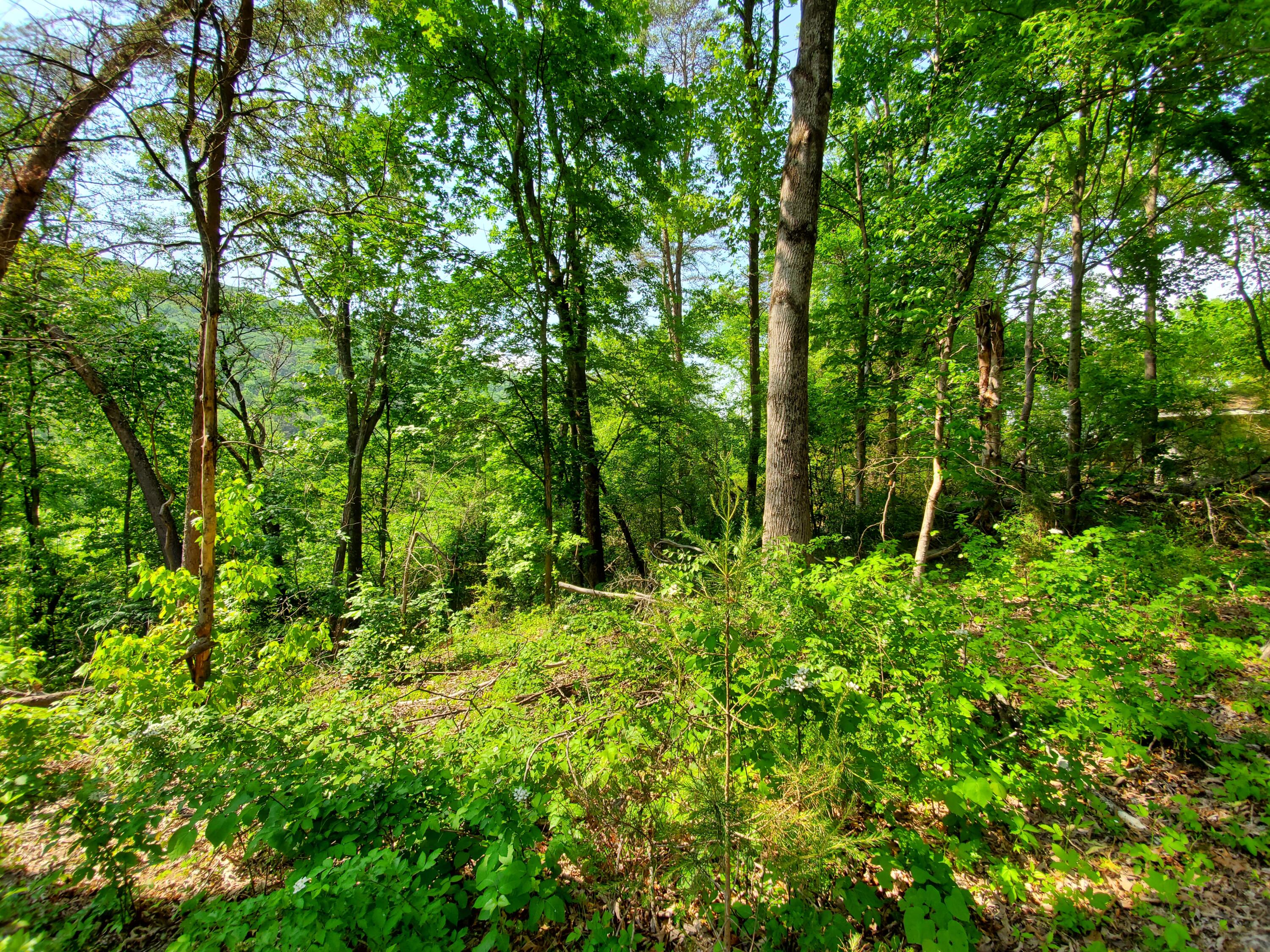 11058-62 Loop Road Soddy Daisy, TN 37379 - Photo 6 of 7 Photo 4 - North Lot