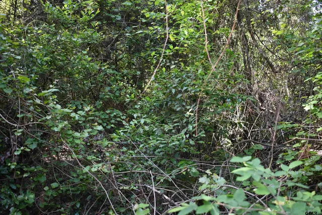 $14,900 | Tbd Lot 10 Tbd Points, Frankston, TX 75763