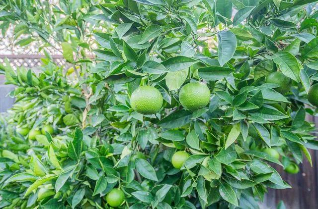 a view of a plant in a garden