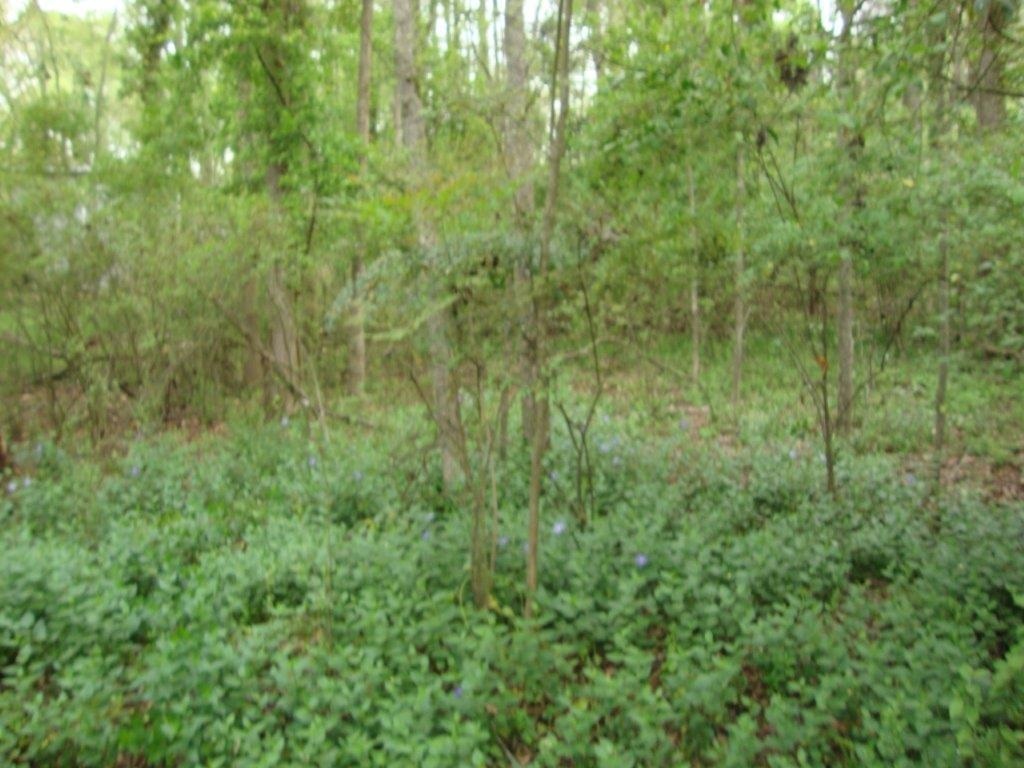 220 Old Princeton Road, Unit TRACT 1 Athens, GA 30606 - Photo 1 of 1 a view of a lush green forest