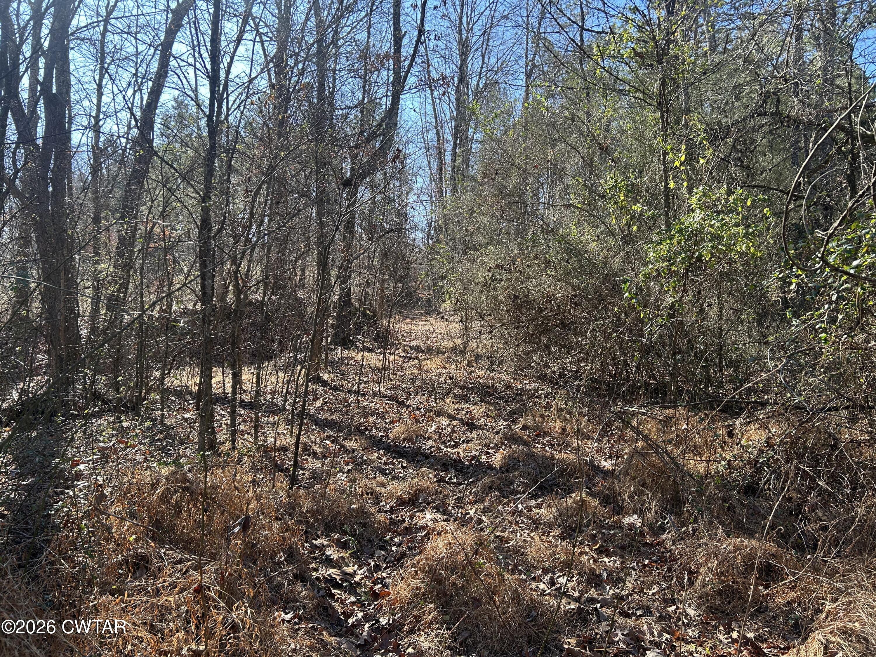 0 Blairs Chapel Road Jackson, TN 38301 - Photo 3 of 4 a view of forest