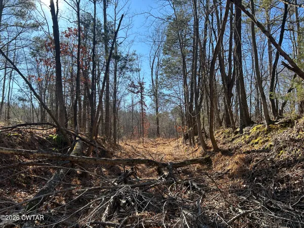 a view of a backyard with large trees