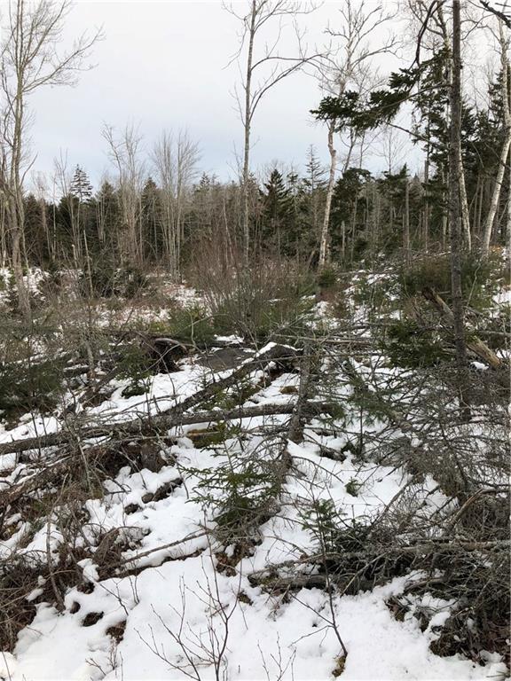 0 Autumn Marsh Road East Tenants Harbor, ME 04860 - Photo 5 of 12 Winter in the woods