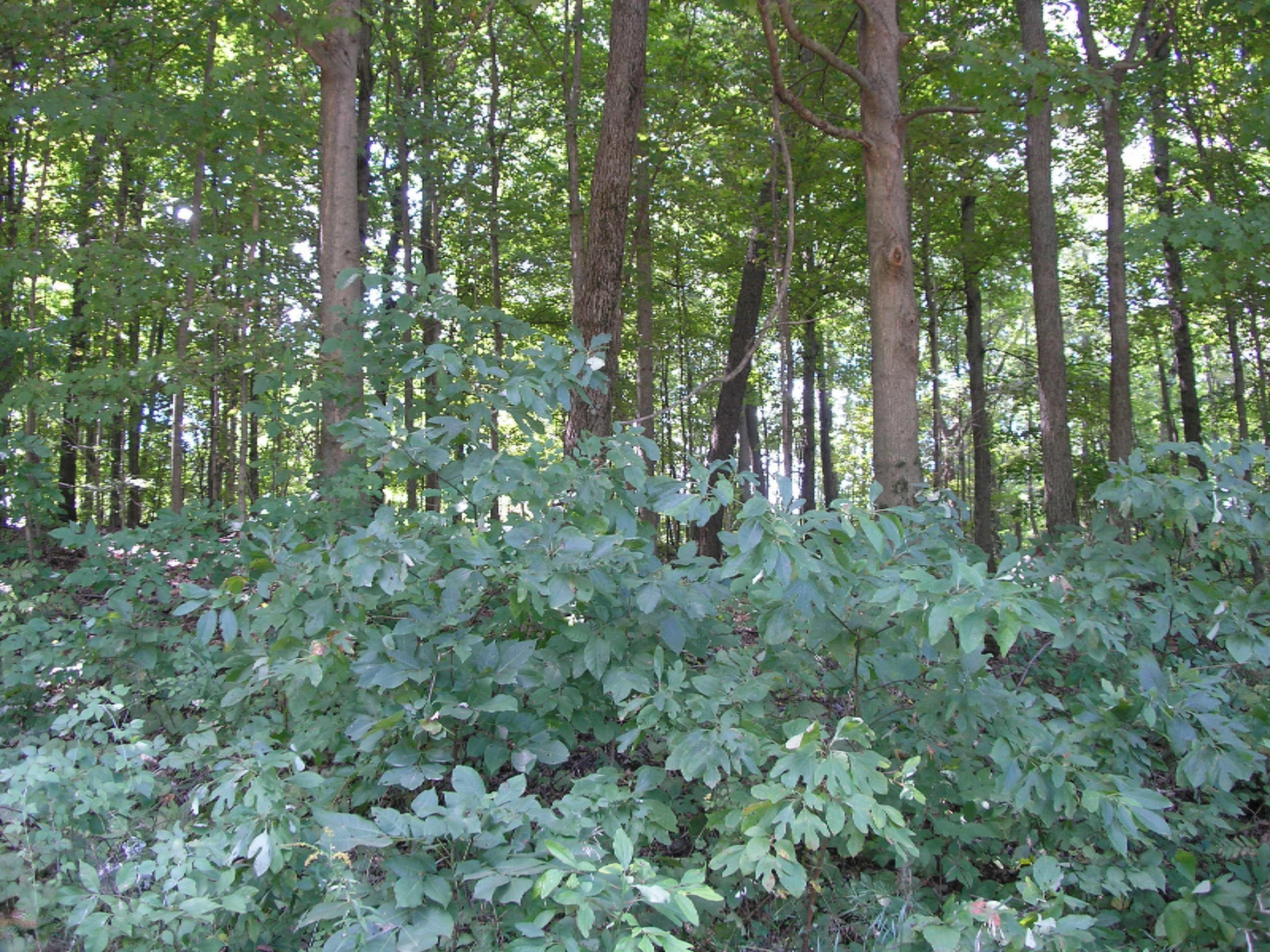 10 County Line Road Jones, MI 49061 - Photo 1 of 2 County Line & Harvey - vacant land 001
