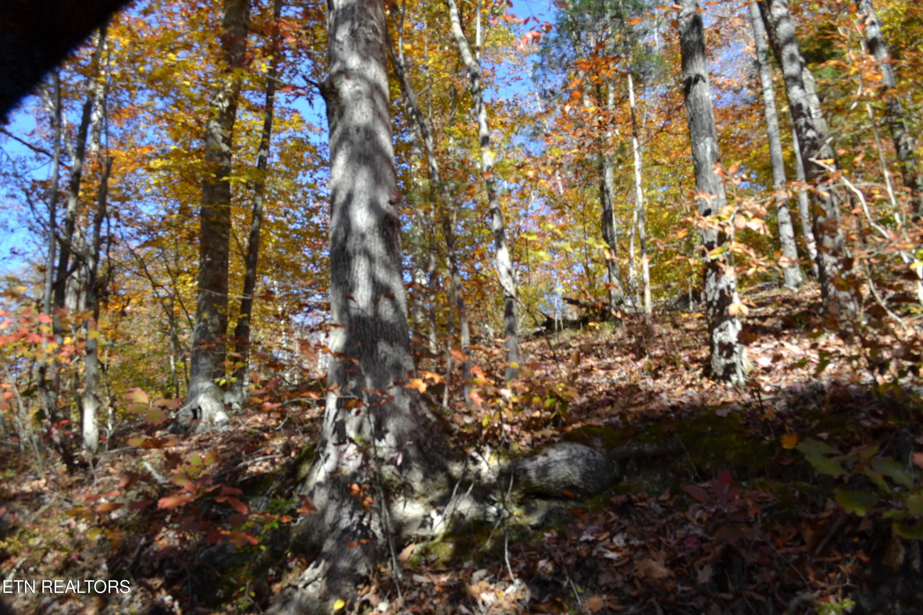 28.30-ac Whitson Hollow Road Red Boiling Springs, TN 37150 - Photo 37 of 54 DSC_0131