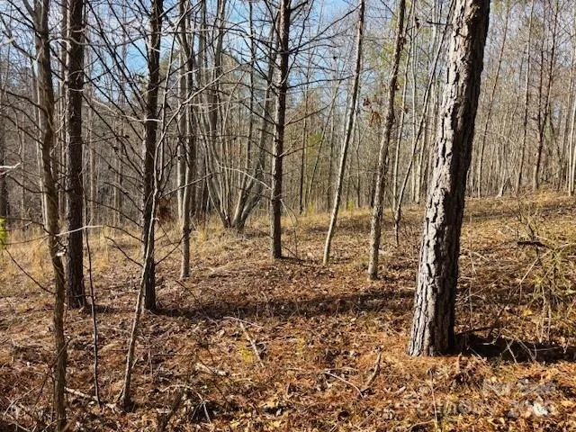 a view of a yard with plants and trees