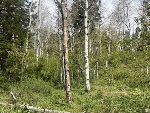1798 West Alexander Road, Unit G65 Coalville, UT 84017 - Photo 7 of 11 Wooded property featuring a mix of mature deciduous and evergreen trees, dense undergrowth, and natural ground cover