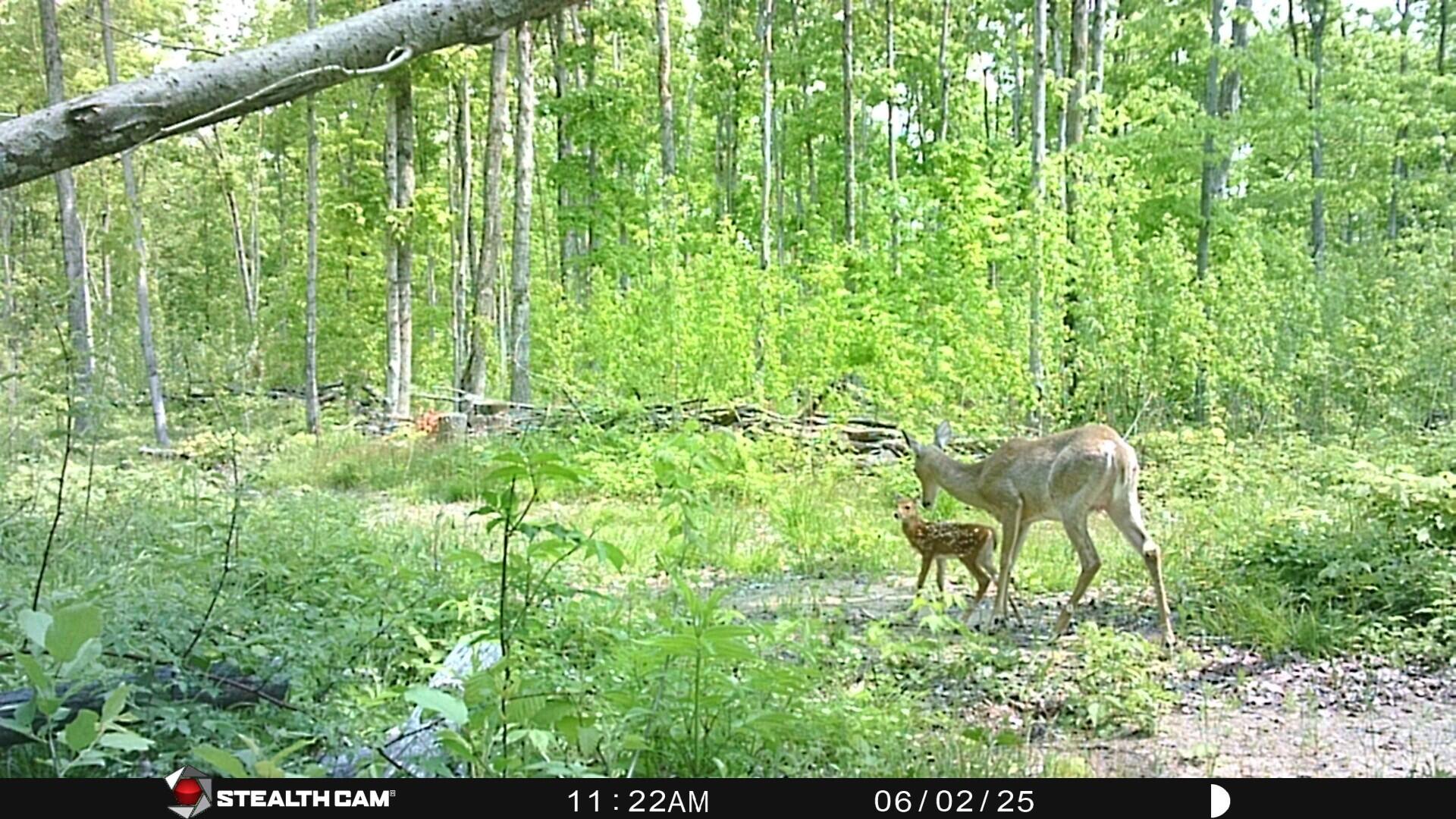 0 Soderquist Road Mancelona, MI 49659 - Photo 10 of 12 doe and fawn