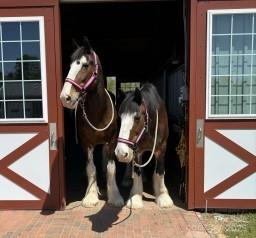 400 Ratledge Road Mocksville, NC 27028 - Photo 31 of 48 a close view of dryer and washer