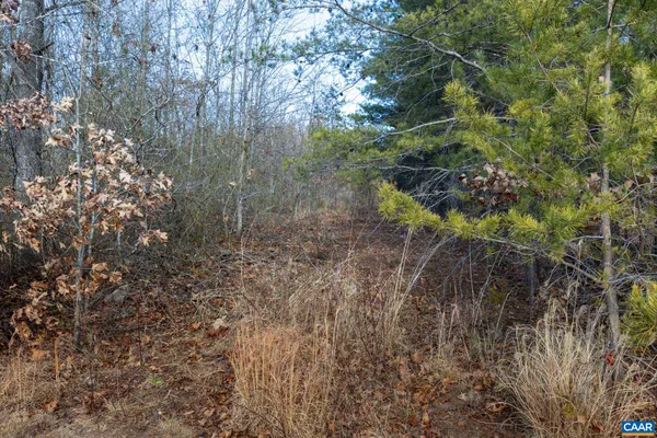 a view of a dry yard with trees