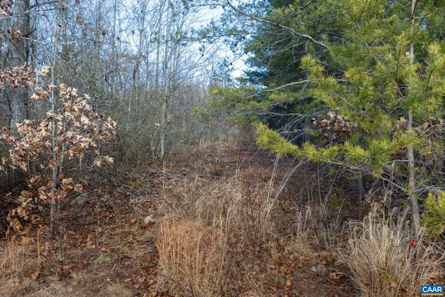 a view of a dry yard with trees